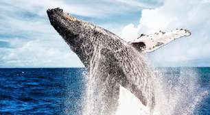 No Pantanal, COP15 das espécies migratórias destaca declínio de animais 'sem fronteiras'