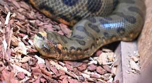 Serpentário com sucuris, jiboias e jacarés é descoberto em porão de prédio na Itália