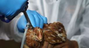 UE descarta alarme após caso de gripe aviária na Itália
