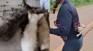 Ciclista viraliza ao resgatar e transportar gatinhos abandonados em rodovia dentro da roupa
