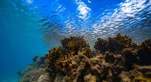 Robôs descem ao fundo do mar contra a poluição