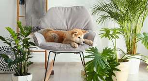 Quer multiplicar sua zamioculca? Veja como fazer mudas com quase zero gasto