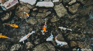 Declínio alarmante da fauna dulcícola: 81% das populações de peixes migratórios desapareceram