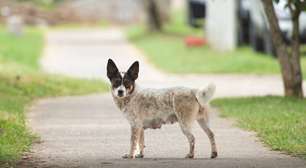 Porto Alegre propõe campanha anual "Julho Dourado" para saúde animal e prevenção de zoonoses