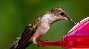 Como fazer néctar para beija-flor