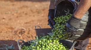 O mistério das oliveiras milenares: como árvores podem viver por mais de mil anos