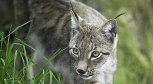 'Gritei para ele soltar Marie-Thérèse': francesa mata lince para salvar galinha e caso vai parar na Justiça