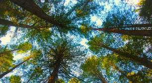 A Nova Zelândia plantou milhões de pinheiros para salvar suas montanhas; agora, gastou 150 milhões de dólares para impedir que isso acontecesse