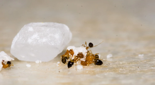 11 remédios naturais para se livrar das formigas na cozinha sem usar inseticidas