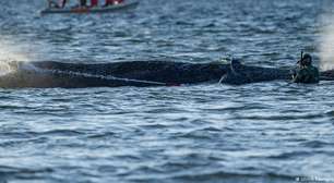 Baleia encalhada na costa alemã se liberta após dias de esforços