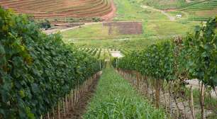 Governança do enoturismo fluminense será debatida em evento