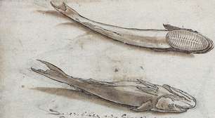 Esse peixe gruda em tudo e ainda pode ser comido!