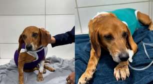 Polícia indicia por maus-tratos mulher que jogou líquido quente em cão comunitário