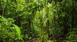 Porto Alegre debate criação de microflorestas urbanas para combater calor e alagamentos