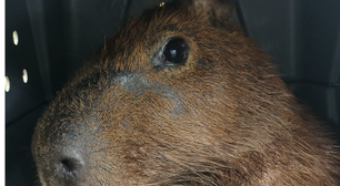Inea resgata capivara ferida na Praia dos Meros, na Ilha Grande