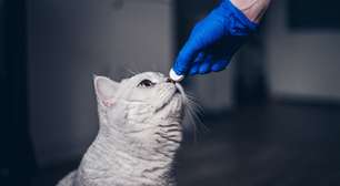 3 doenças causadas por vermes em animais de estimação