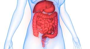 O papel do apêndice e por que sua retirada não compromete o organismo