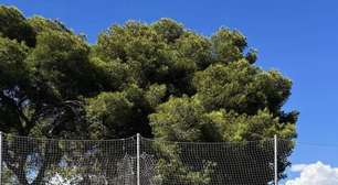 Futebol sem complicação: como começar a acompanhar os jogos