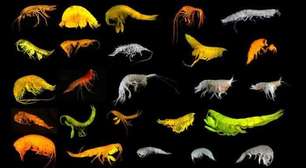 Cientistas descobrem nova superfamília de crustáceos nas profundezas do Pacífico