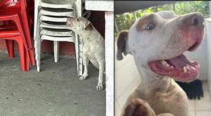 Vídeo do resgate: Pitbull no CT do Inter não era agressivo e pode estar perdido