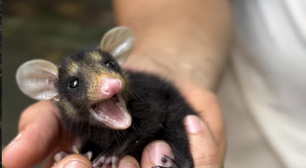 Inea realiza resgate e soltura de filhotes de gambá no Parque Estadual da Pedra Branca