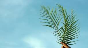 Domingo de Ramos: O poder do ramo bento para proteger seu lar