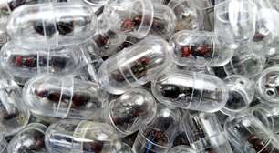 Uma formiga por mais de R$ 1 mil: a nova fronteira do tráfico de vida selvagem