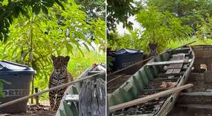 Onça-pintada surpreende pescador em rancho no Pantanal de Mato Grosso