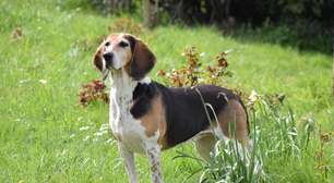 Beagle harrier: conheça as características dessa raça de cachorro