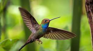 Beija-flor: a pequena ave que come quase o dobro do próprio peso por dia