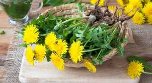 Esta erva é a maior aliada natural na redução da gordura no fígado