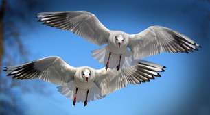 COP15 entrega proteção recorde para espécies migratórias