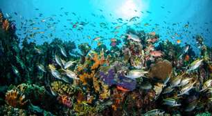 Conheça causas e consequências da extinção acelerada das espécies