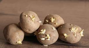 "As batatas da minha despensa deram brotos": é isso o que você deve fazer com uma batata germinada