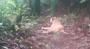 Onça-parda é flagrada em marcação de território no Parque Estadual dos Três Picos