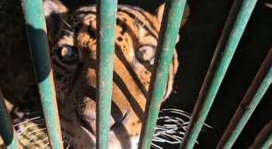 Onça-pintada passa por transfusão inédita no Brasil para tratar doença renal