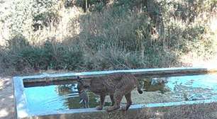 Câmeras flagram linces 'lavando' presas na Espanha e intrigam cientistas