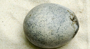 Arqueólogos encontram ovo romano de 1.700 anos que ainda guarda clara e gema intactas