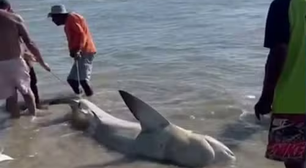 Homens retiram tubarão do mar, cortam barbatanas e posam para fotos em PE