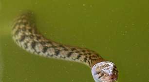 Por que animais 'sem carisma' correm mais risco de extinção