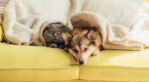 O sono dos pets: por que os gatos dormem mais que os cães