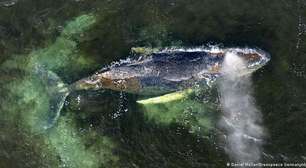 Baleia encalhada na Alemanha volta novamente a nadar