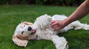 Cachorro sente cócegas? Descubra