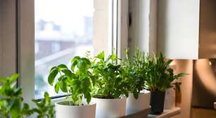 Pelo bem da sua saúde livre-se dos inseticidas perigosos e tenha estas 5 plantas que funcionam como o escudo perfeito contra mosquitos