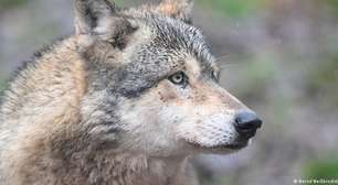 Lobo morde mulher em área urbana de Hamburgo e é capturado