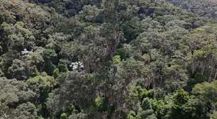 Mata Atlântica recupera 1,67 milhão de hectares em 10 anos