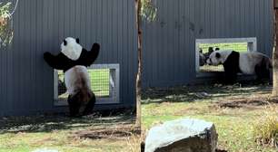 Pandas gigantes encantam internautas ao 'flertarem' em zoológico nos EUA