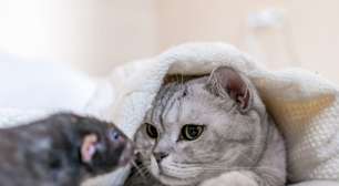 Gato e rato: 7 mitos e verdades sobre a relação entre esses animais