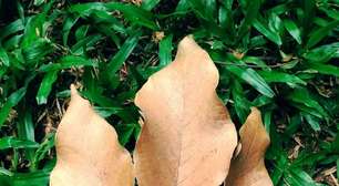 Trilha gratuita em SP ensina crianças a reconhecer árvores