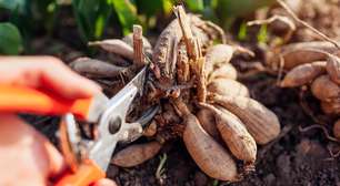 Qual a diferença entre tubérculos e raízes